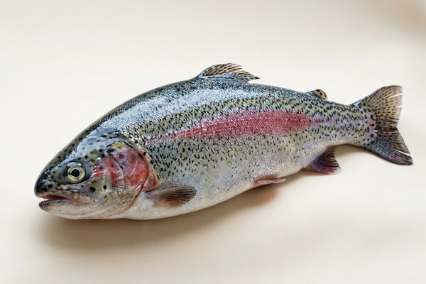 Forel