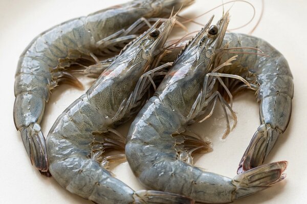 Gamba