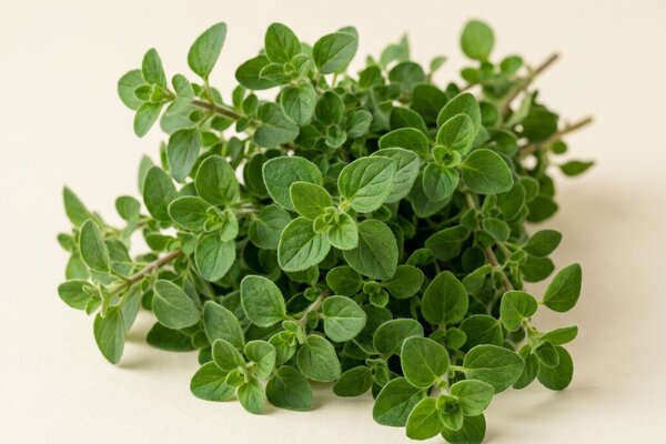 Oregano